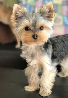 a small gray and white dog standing on top of a black couch next to a wall