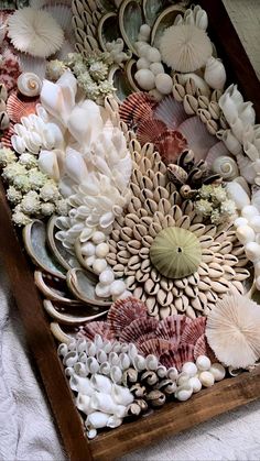 an arrangement of seashells and shells in a wooden box