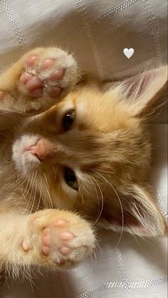 an orange kitten laying on top of a white blanket