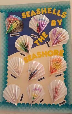 seashells by the shore are arranged on a bulletin board