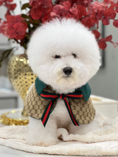 a small white dog with a green bow tie sitting on a table next to red flowers