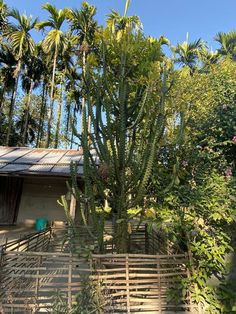 a house surrounded by palm trees and other greenery