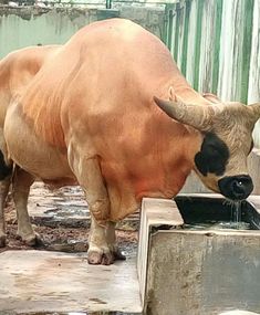 a brown cow drinking water from a trough