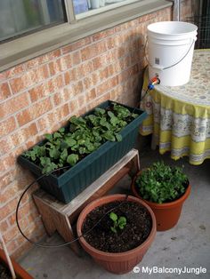 several pots with plants on the outside of a house