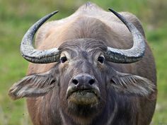 two bulls with large horns standing next to each other