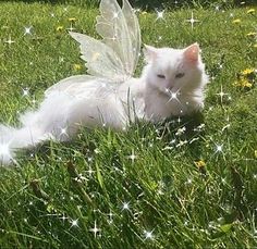 a white cat laying on top of a lush green field next to a fairy wing