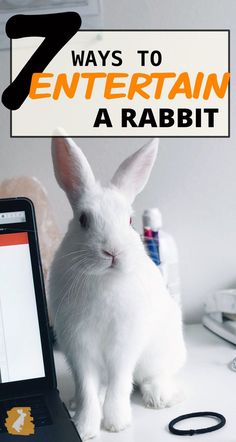 a white rabbit sitting next to a laptop on a desk with the words 7 ways to entertain a rabbit