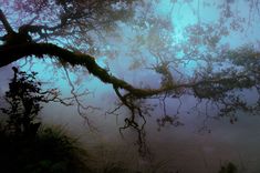 a tree branch with moss growing on it in the middle of foggy forest area