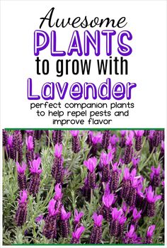 purple flowers with the words awesome plants to grow with lavender