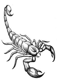 a black and white drawing of a scorpion