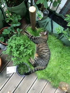 a cat laying in the grass next to some plants