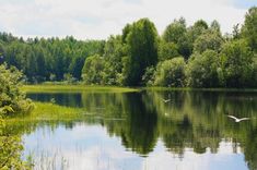 two white birds flying over a lake surrounded by trees