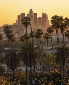 palm trees in front of a city skyline