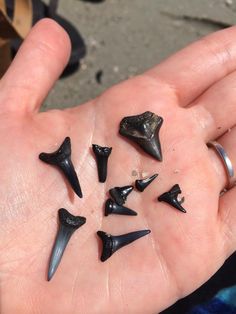 a person's hand holding several different sized and shaped animal tooth pieces in their palm