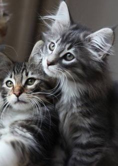 two kittens looking at the camera while sitting next to each other