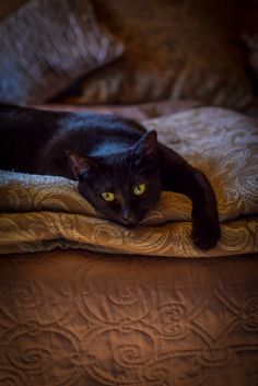 a black cat laying on top of a bed