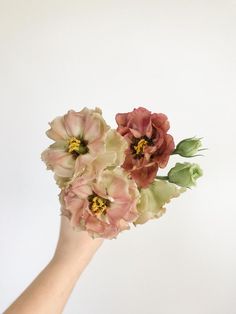 a person's hand holding three pink and green flowers