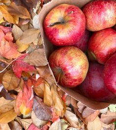 a paper bag filled with red apples sitting on top of leaf covered ground next to leaves