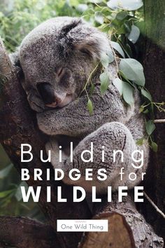 a koala sleeping in a tree with the words building bridges for wildlife on it