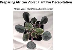 an african violet plant with soil infestation is shown on the cover of this article