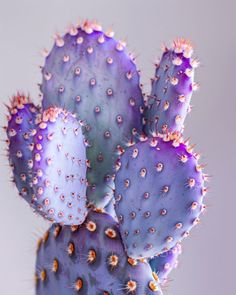 a close up of a purple cactus plant