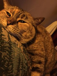 a cat laying on top of a couch with it's eyes open and looking at the camera