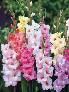 pink and yellow gladiolus flowers are in a row on the ground next to each other