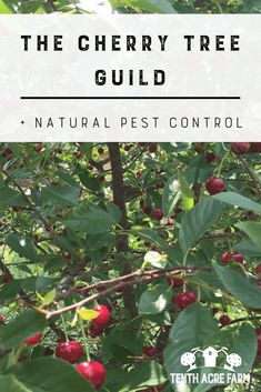 cherries growing on the tree with text overlay that reads, the cherry tree guide natural pest control