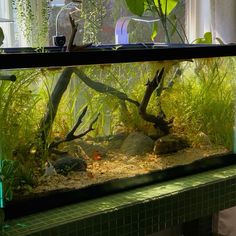 an aquarium with plants and rocks in it