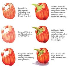 how to draw a bell pepper step by step drawing instructions for beginners and advanced artists