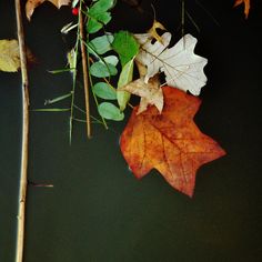 autumn leaves and twigs floating on the water