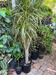 several potted plants are lined up on the ground