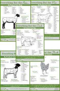 an info sheet showing the different types of horses in each country and their names on it