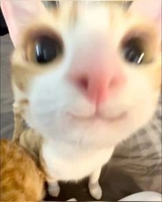 an orange and white cat with big eyes looking at the camera while sitting next to a stuffed animal