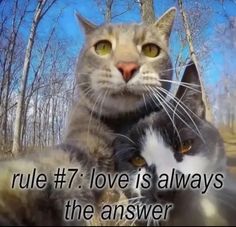 two cats sitting next to each other with the caption rules 7 love is always the answer