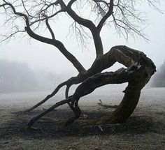 an old tree in the middle of a field on a foggy day with no leaves