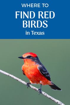 a red bird sitting on top of a branch with the words where to find red birds in texas