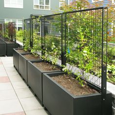 a row of black planters filled with plants