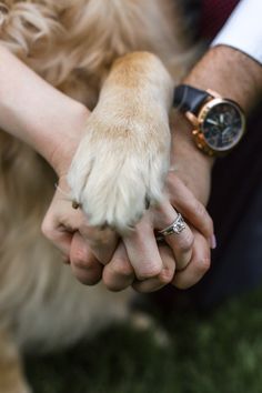 a close up of a person holding a dog's paw with another hand and watch in the background