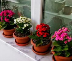 there are many potted plants on the window sill