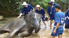 some people and an elephant in the water