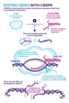 a diagram showing the steps in how to use an edging gene with crisp