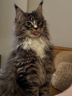 a long haired cat sitting on top of a bed next to a stuffed animal bear