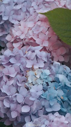 blue and pink hydrangeas with green leaves