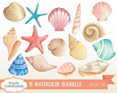 watercolor seashells and starfish clipart