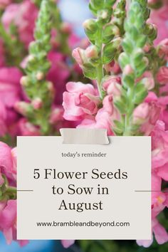 pink flowers with the words 5 flower seeds to sow in august on top of it