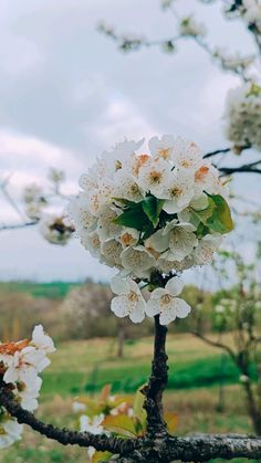 white flowers blooming on a tree branch in the middle of an open field with green grass