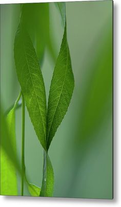 two green leaves on a branch with blurry background metal print by panoramic images