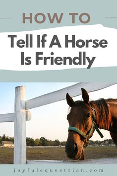 a horse standing next to a white fence with the words how to tell if a horse is friendly