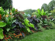 the garden is full of colorful flowers and greenery